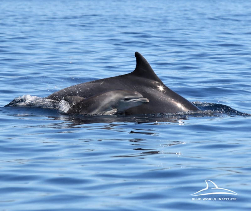 Majka i mladunaca delfin