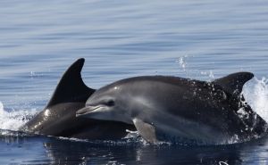 Foto: Blue World Institute / Majka i mladunaca delfin