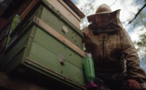 FOTO: AA / Obilježava se Svjetski dan pčela
