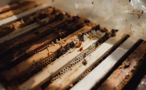 FOTO: AA / Obilježava se Svjetski dan pčela