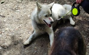 Foto: Facebook / Psi ostavljeni u šumi