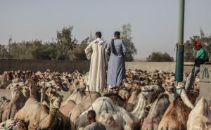 FOTO: AA / Cijene kamila zavise od vrste i namjene