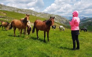 Foto: Facebook / Povrijeđen divlji konj na Visočici