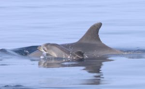 Foto: Blue World Institute / Delfini na Jadranu