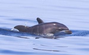 Foto: Blue World Institute / Delfini na Jadranu