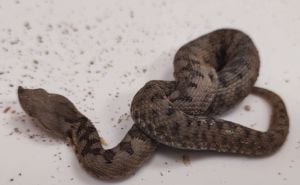 Foto: Facebook / Zmija