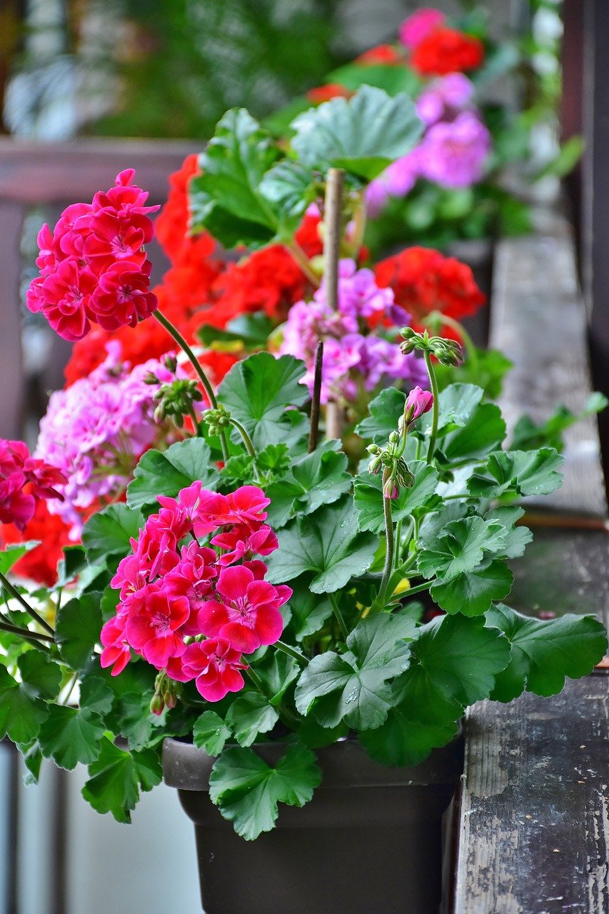 Pelargonije