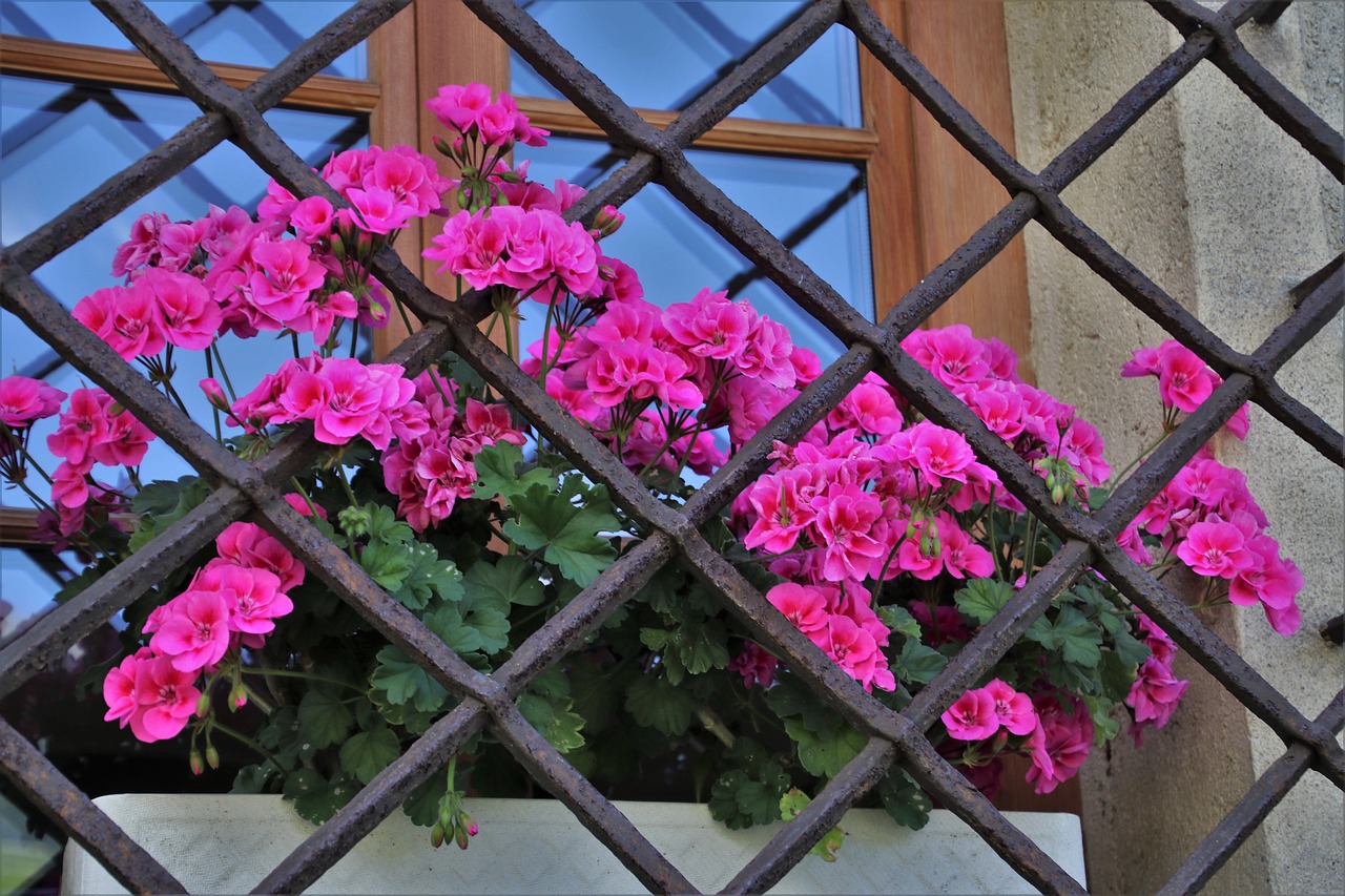 Pelargonije