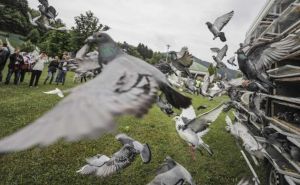 Foto: AA / Memorijalni let golubova, Potočari