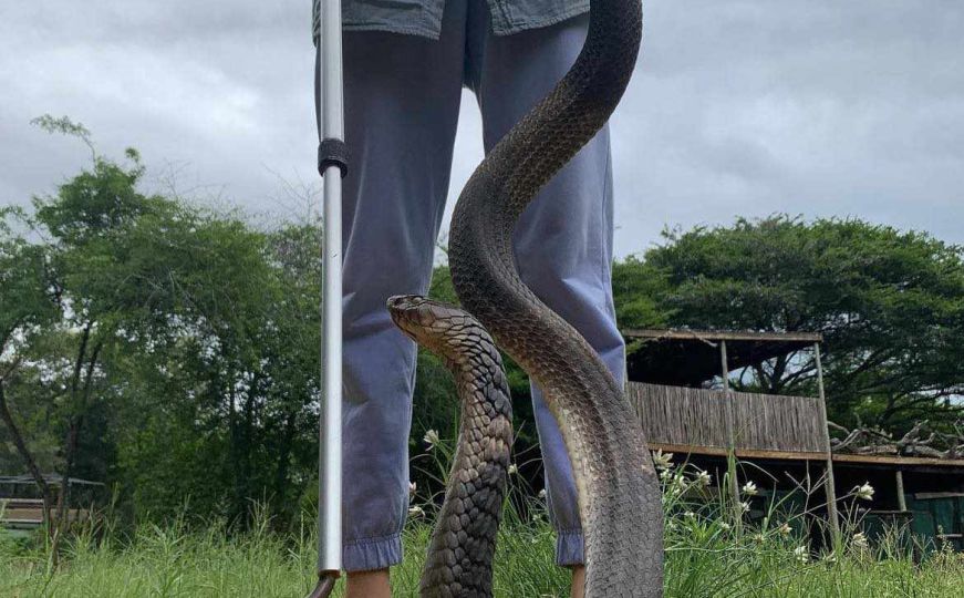Angolska kobra