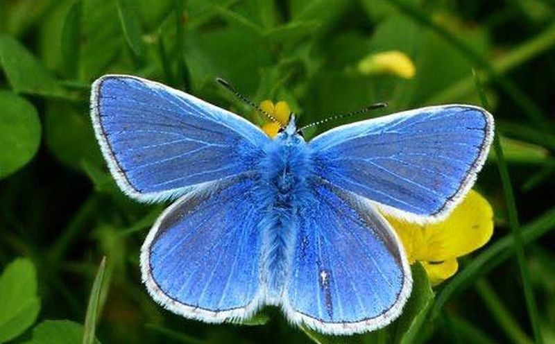 Plavi leptir