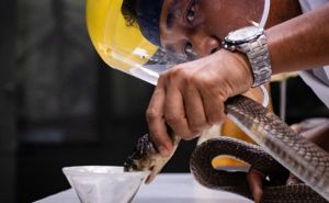 FOTO: AA / "Farma zmija u Bangkoku"