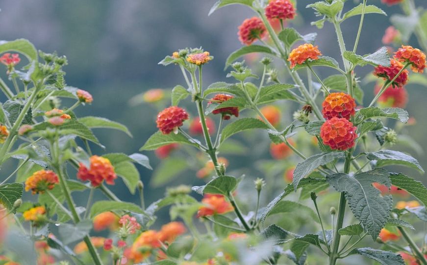 Lantana Camara