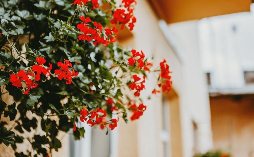 Pelargonia