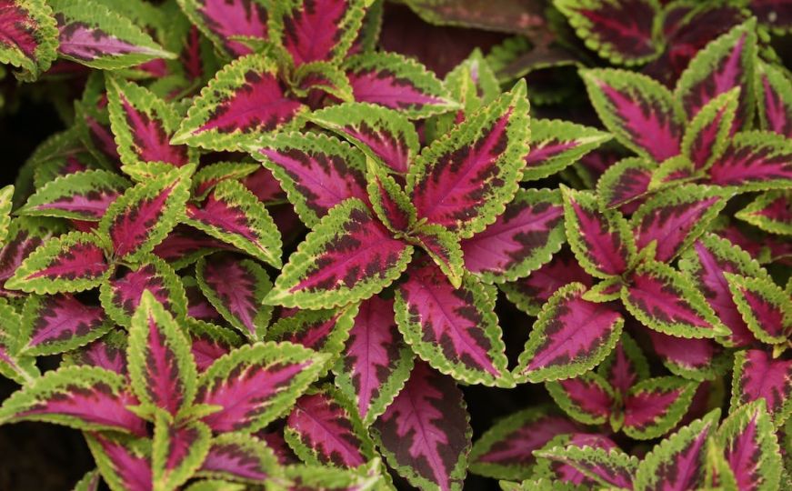 Coleus