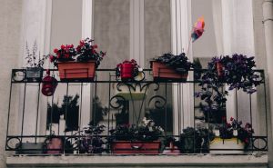Foto: Pexels / Cvijeće na balkonu