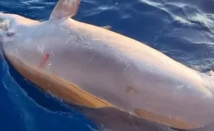Foto: Slobodna Dalmacija / Ubijeni delfin u Jadranskom moru