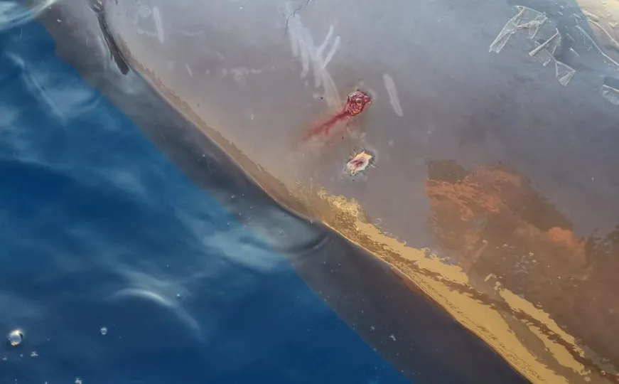 Ubijeni delfin u Jadranskom moru