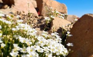 Foto: Fena / Osvajanje Ararata