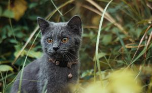 Foto: Pexels / Burman mačka