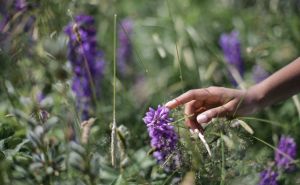 Foto: Pexels / Lupine