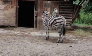 Foto: Facebook  / Maca i zebra