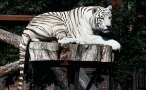 FOTO: AA / Bazen za bengalske tigrove