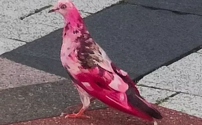 Ružičasta golubica