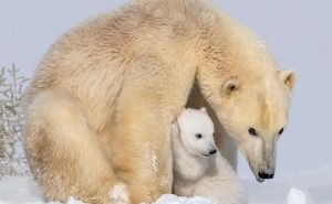 Foto: Yuan Su / Polarna medvjedica i njeno mladunče