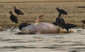 Foto: EPA - EFE / Uginulo više od 100 delfina