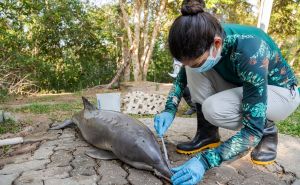 Foto: EPA - EFE / Uginulo više od 100 delfina