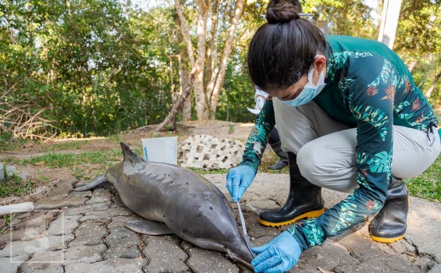Uginulo više od 100 delfina
