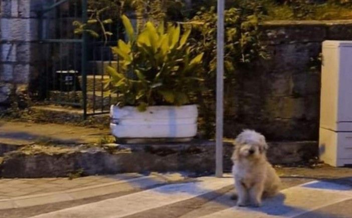 Pas koji čeka vlasnika