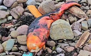 Foto: Pen News / Čudno stvorenje na plaži u Škotskoj