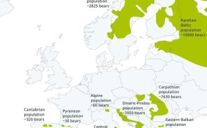 Foto: Euronatur / Europska statistika o broju medvjeda