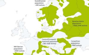 Foto: Euronatur / Europska statistika o broju vukova