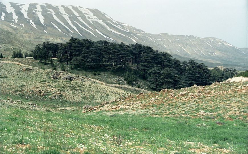 Libanski kedar (Cedrus Libani)