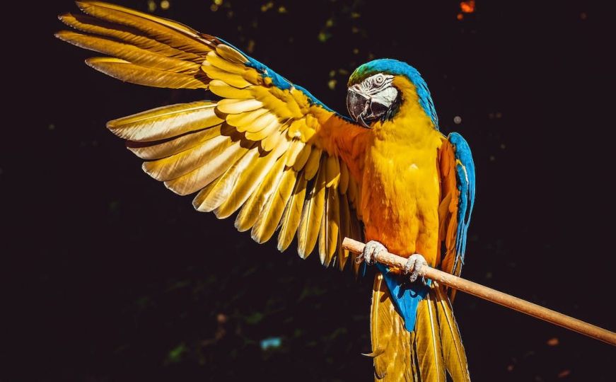 Papagaji predstavljaju Blizance