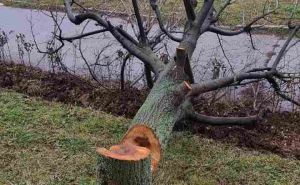 Foto: Facebook / Uništeno drvo na Dobrinji