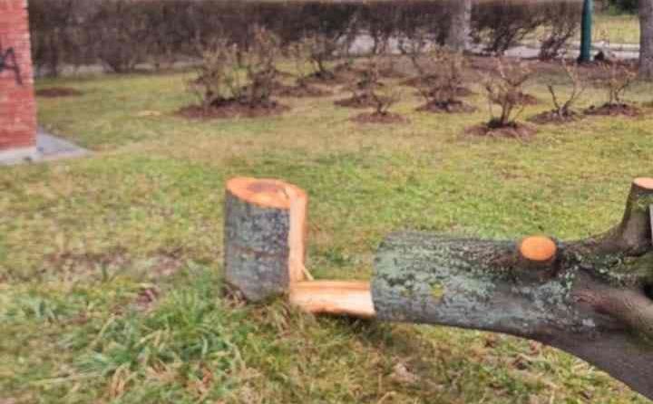 Uništeno drvo na Dobrinji