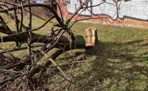 Foto: Facebook / Uništeno drvo na Dobrinji