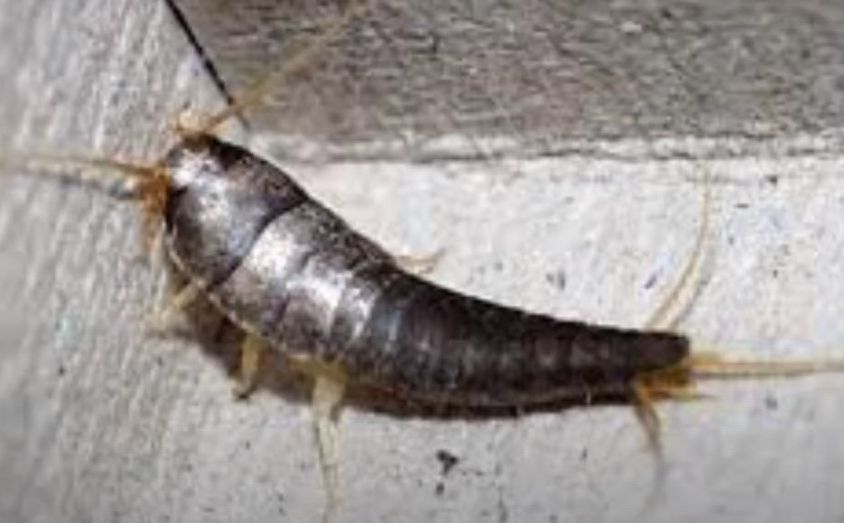 Srebrna ribica