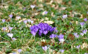 Foto: N. G. / Radiosarajevo.ba / Šarani u bašti Zemaljskog muzeja