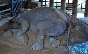 Foto: Facebook / Uradila je ono što nijedan slon prije nje nije uradio
