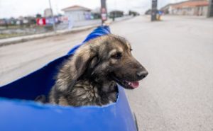 Foto: Anadolija / Psi sa invaliditetom u Turskoj
