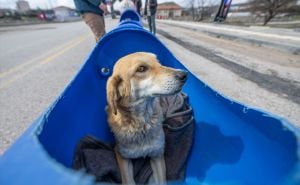 Foto: Anadolija / Psi sa invaliditetom u Turskoj