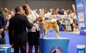 Foto: Dr. Wolf Kennel / Pas Kensho na svjetskoj izložbi pasa u Zagrebu