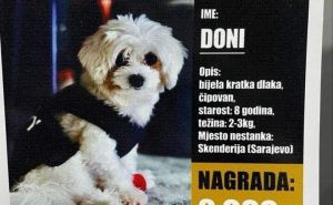 FOTO: Privatni album / Potraga za psom Donijem, nagrada 2.000 KM