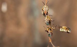 Foto: Printscreen / Plave pčele