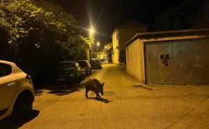 Foto: Facebook / Divlja svinja u Mostaru